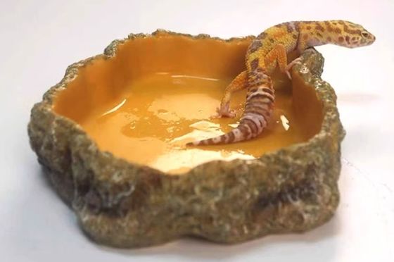 PU Material Reptile Food Bowl Dirt Resistant With Natural Look Design
