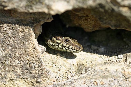 3D Simulated Stone Reptile Rock Hide Frogs And Spider Reptile Rock Hide Cave